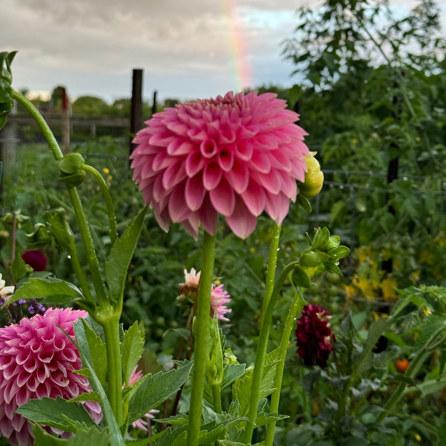 Bloomquist Pink Parfait