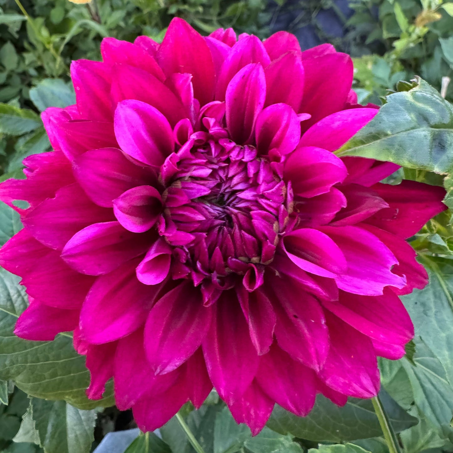 Hello Dahlia