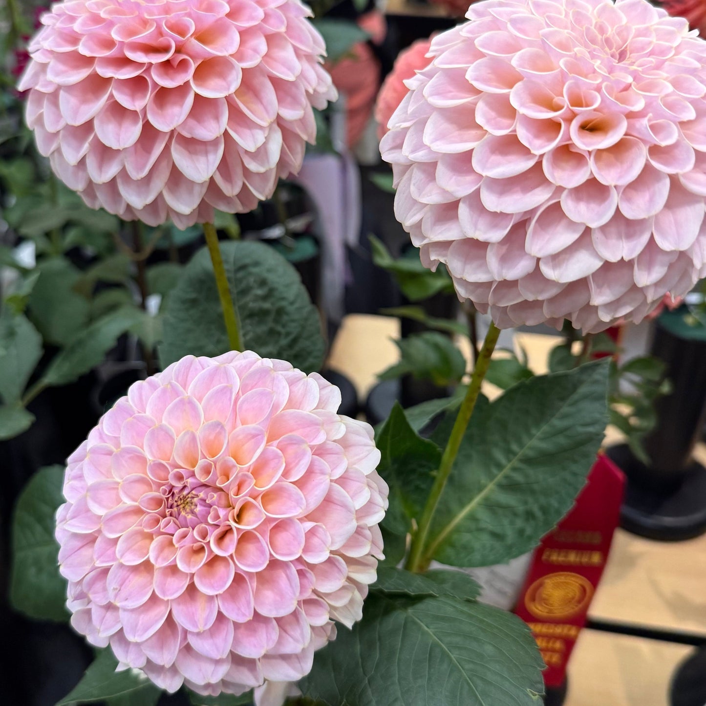 KA’s® Cinder Rose