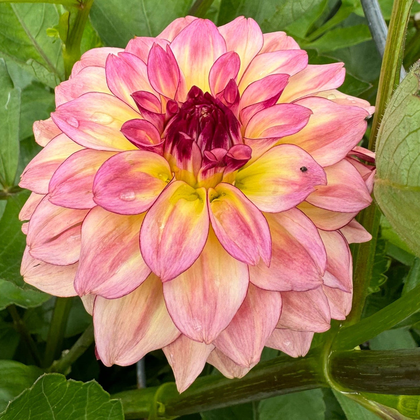 KA’s® Mocha Katie