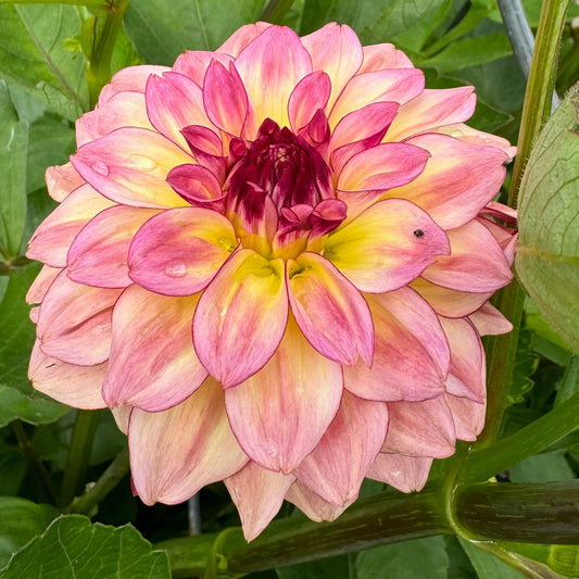 KA’s® Mocha Katie