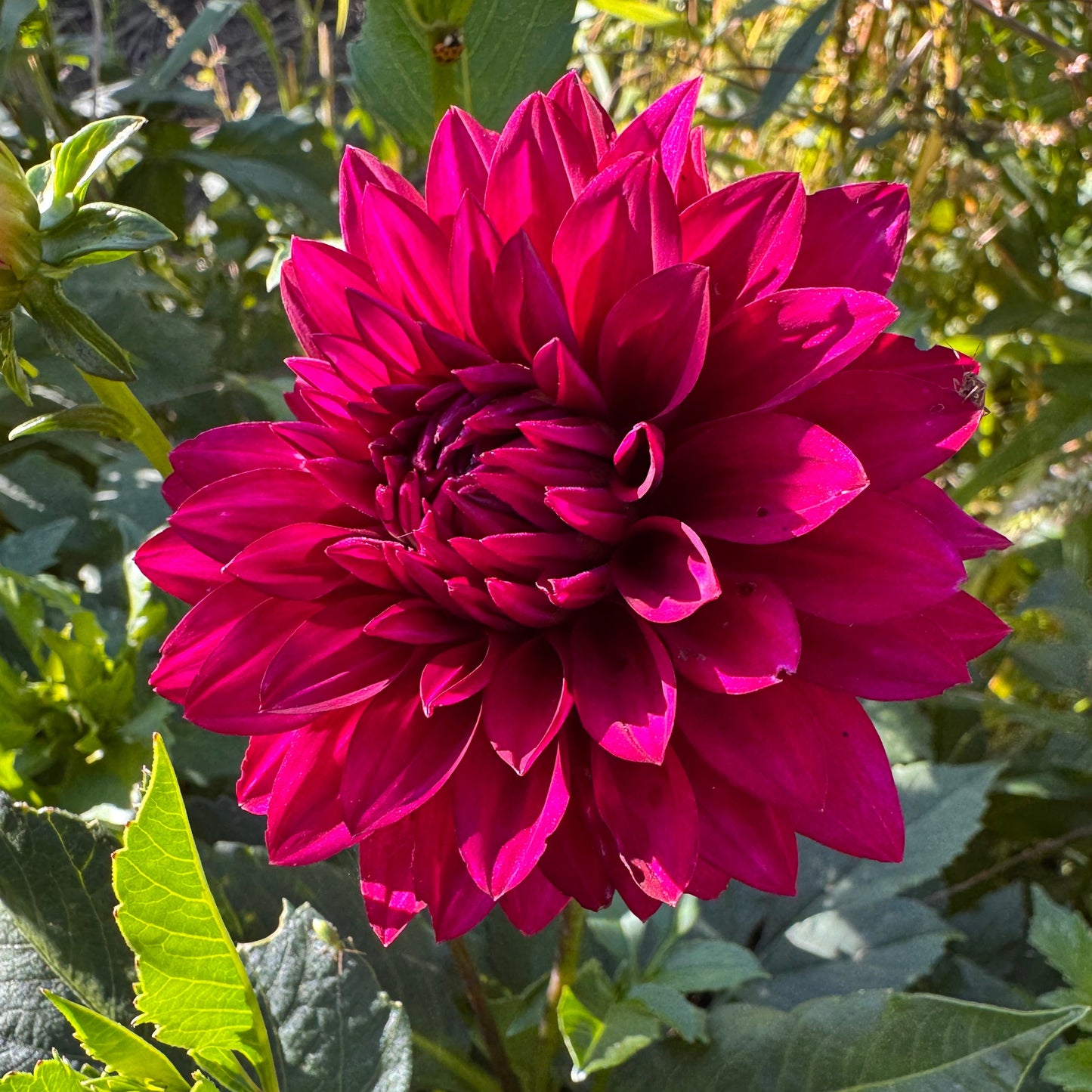 Hello Dahlia