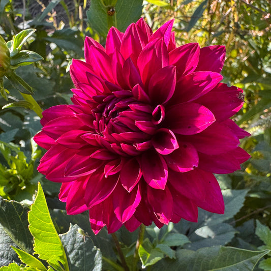 Hello Dahlia