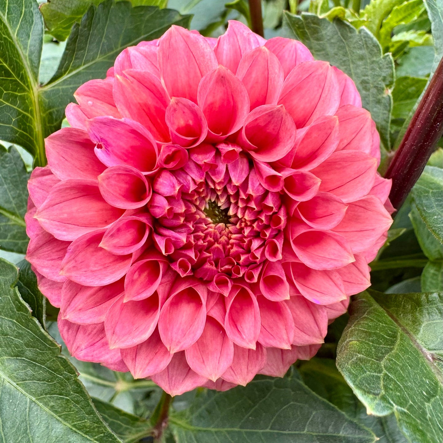 KA’s® Keltie Rose