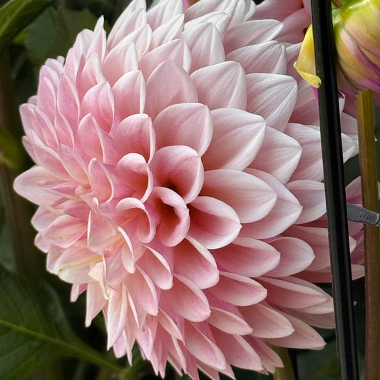 Coralie