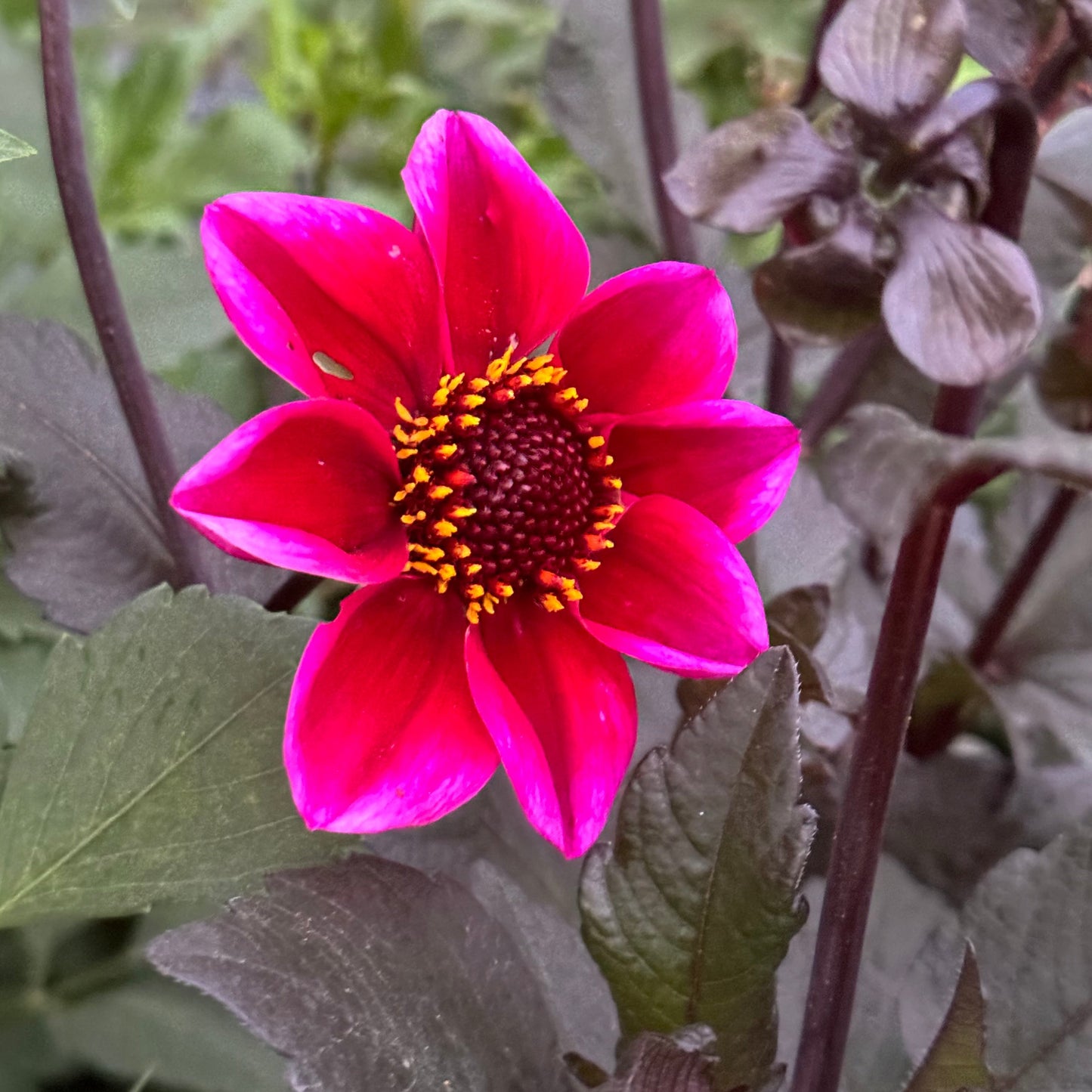 Bloomquist Rich Color