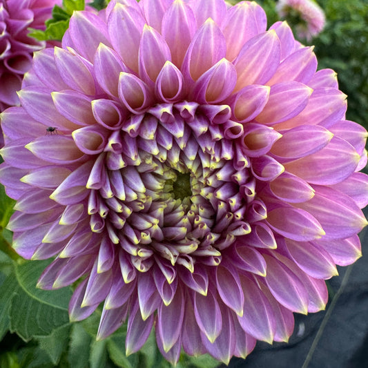 Skipley Spot of Gold