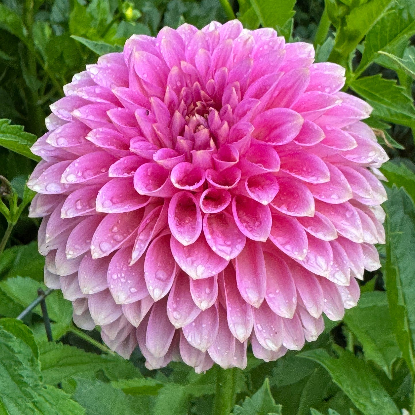 Bloomquist Pink Parfait