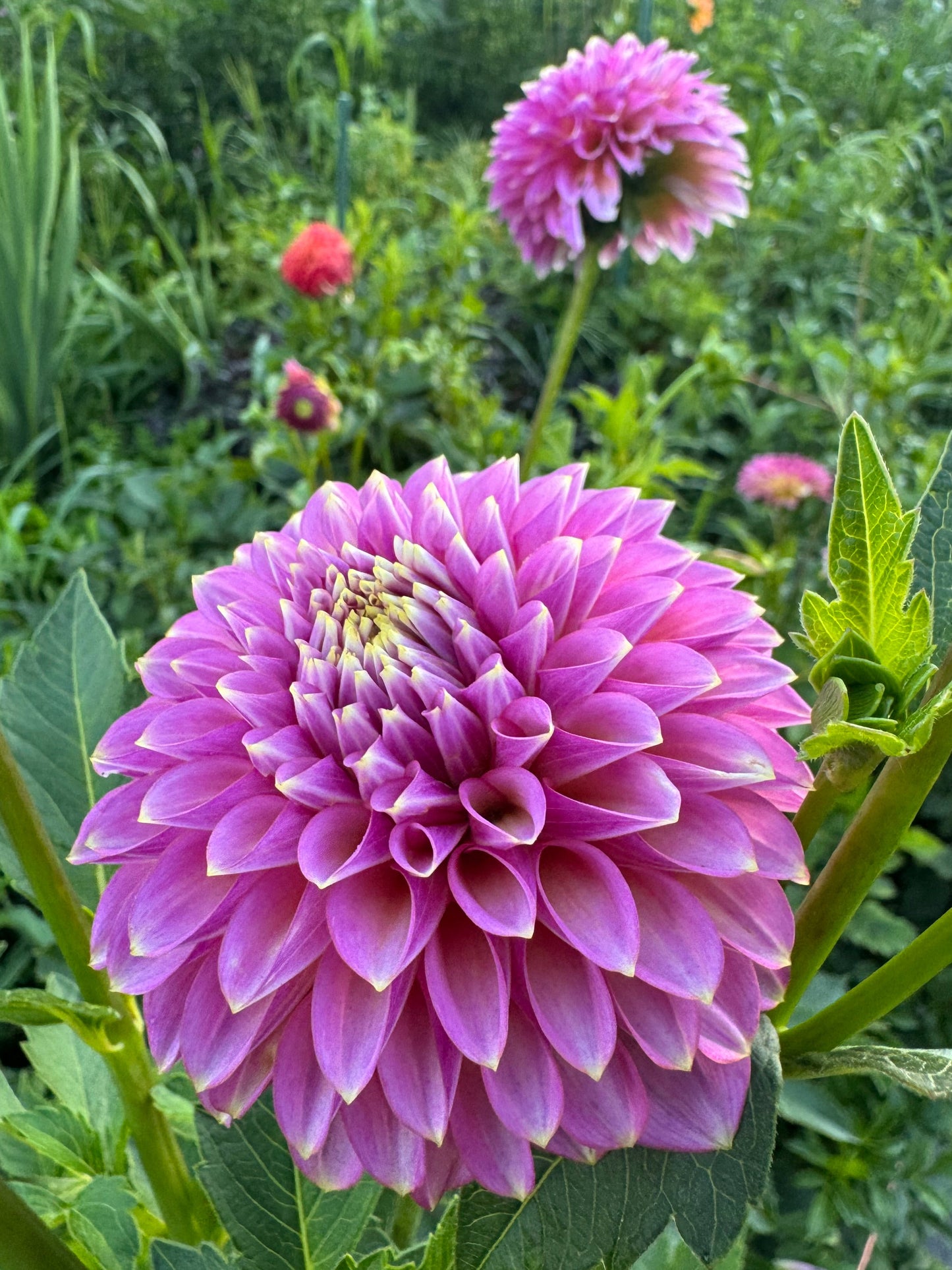 Skipley Spot of Gold